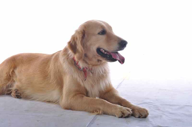Anjing dengan alamiah punya pembawaan teritorial serta preventif